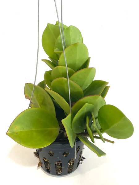 Hoya pachyclada