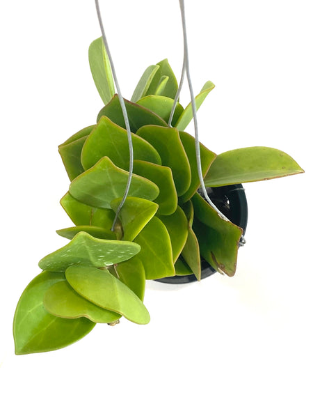 Hoya pachyclada