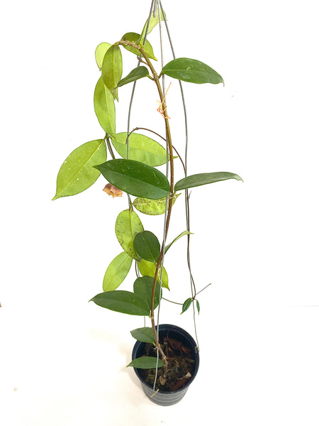 Hoya slm02