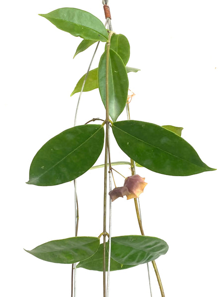 Hoya slm02