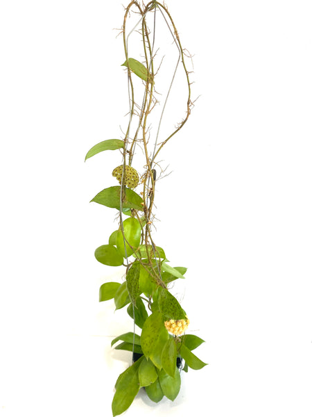 Hoya mindanao ut249