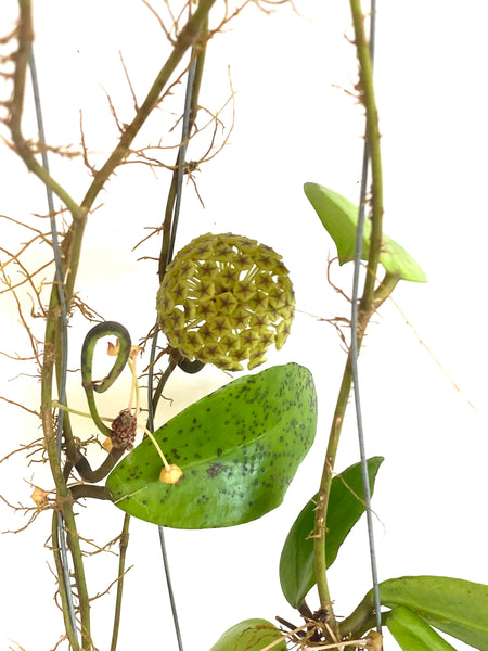 Hoya mindanao ut249