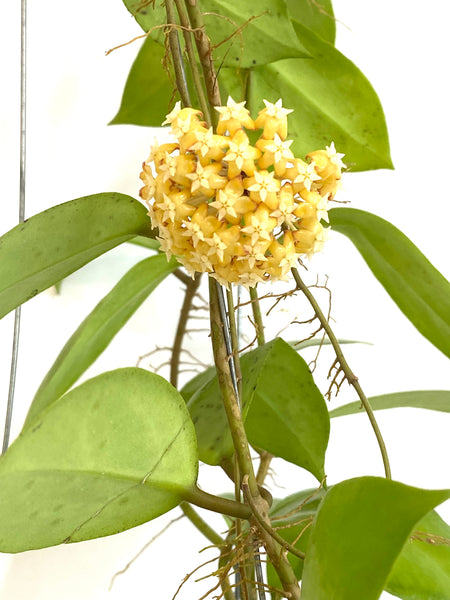 Hoya mindanao ut249