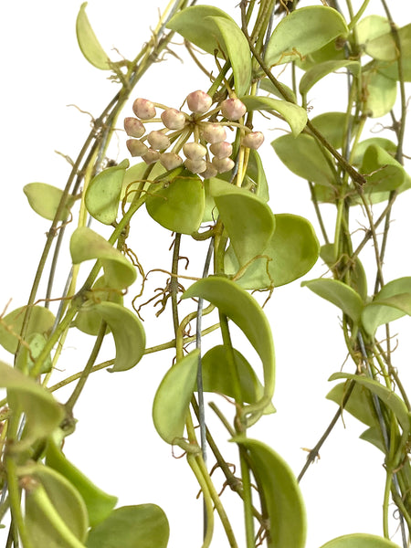 Hoya brevialata