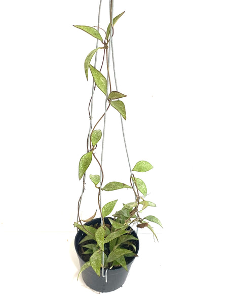 Hoya parviflora