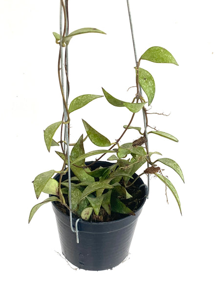 Hoya parviflora