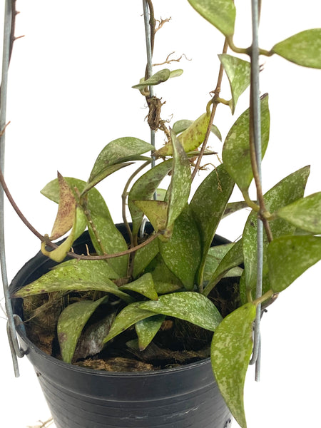 Hoya parviflora