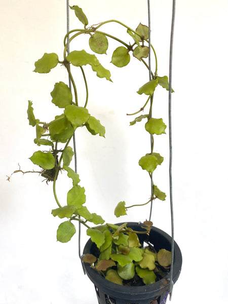 Hoya endauensis