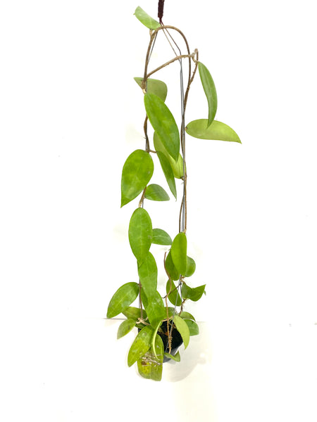 Hoya sp miari jaya