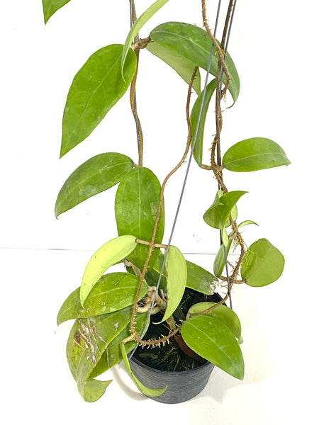 Hoya sp miari jaya