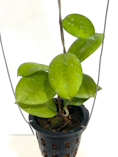 Hoya cv noelle