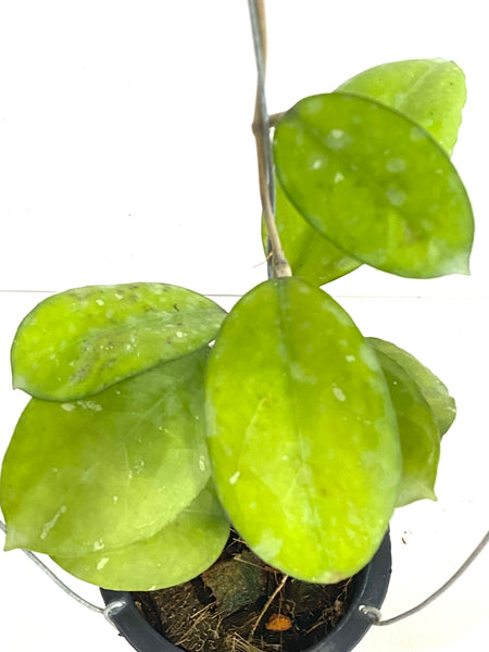 Hoya cv noelle