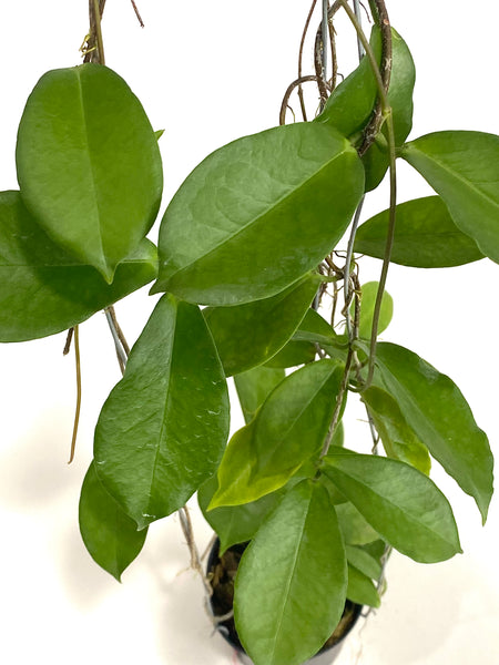 Hoya ischnopus