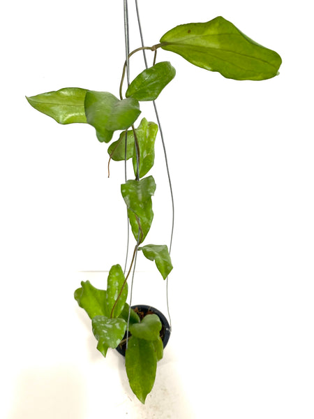 Hoya erythrina bajo