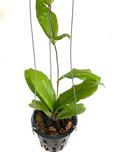 Hoya erythrina bajo
