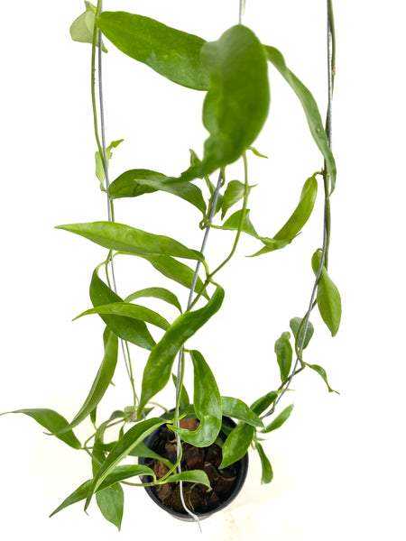 Hoya filiformis