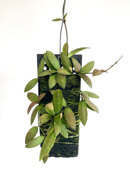 Hoya sigillatis 'Alos River' on fern bark