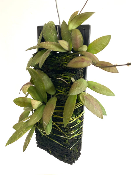 Hoya sigillatis 'Alos River' on fern bark
