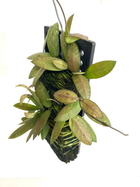 Hoya sigillatis 'Alos River' on fern bark