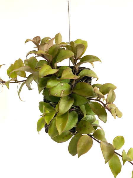 Hoya walliniana gold (on fern bark)