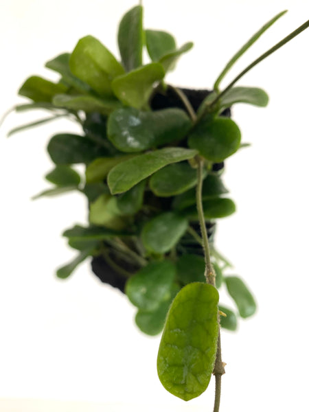 Hoya rotundiflora on fern bark