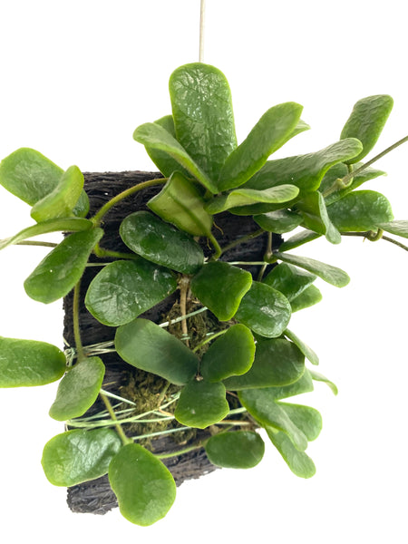 Hoya rotundiflora on fern bark