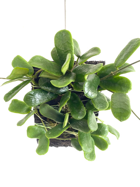 Hoya rotundiflora on fern bark