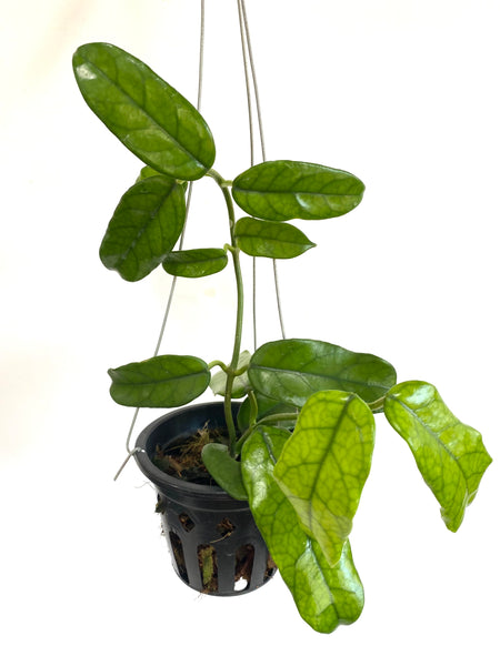 Hoya globulosa