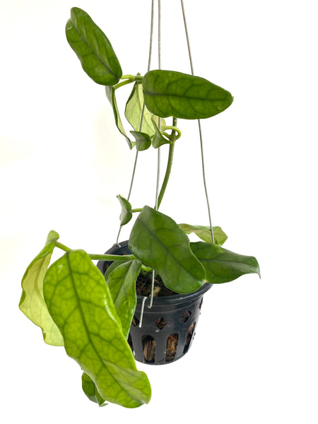 Hoya globulosa
