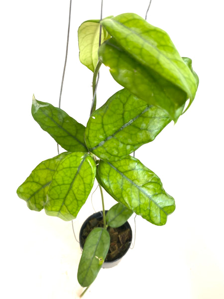 Hoya globulosa
