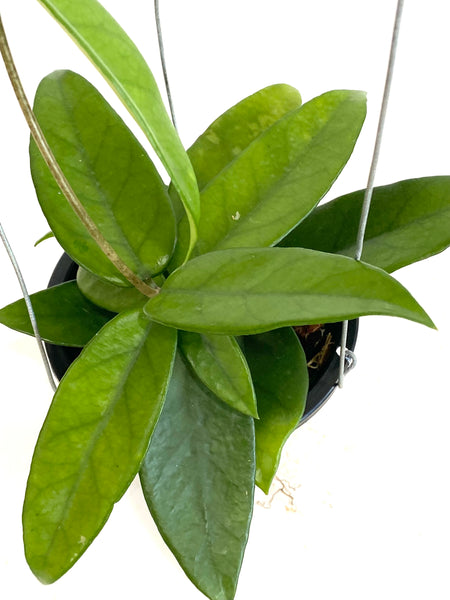 Hoya dasyantha