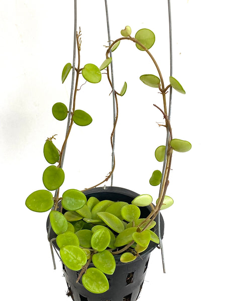 Hoya cv mathilde