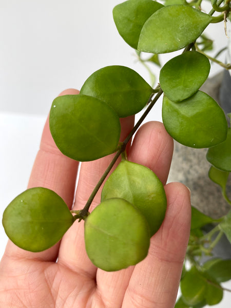 Hoya heuschkeliana yellow
