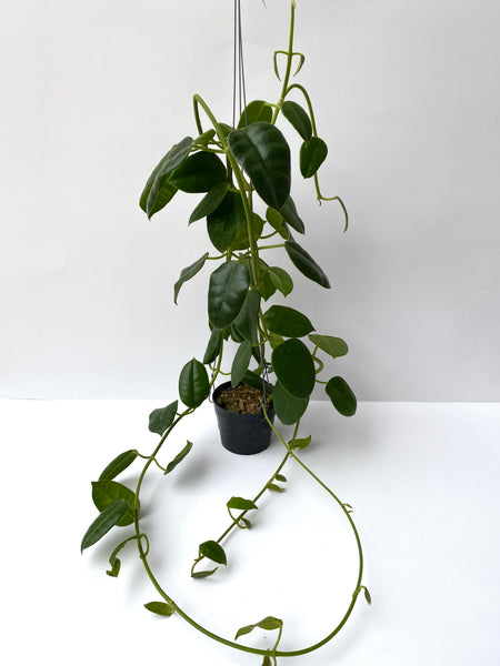 Hoya obtusifolioides (green)