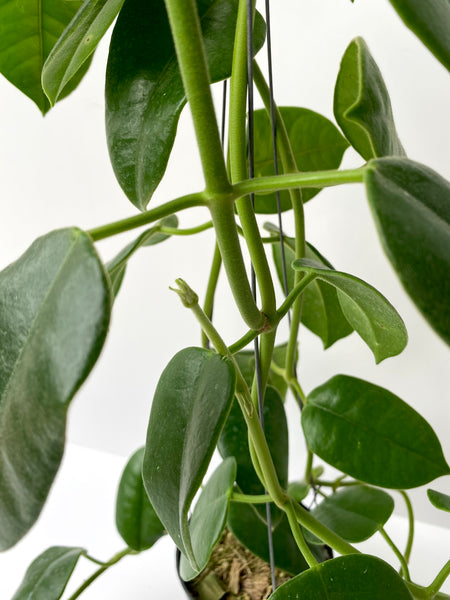 Hoya obtusifolioides (green)