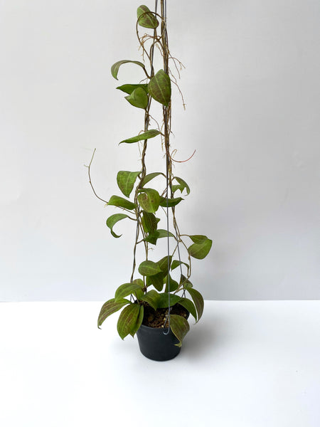 Hoya tomataensis