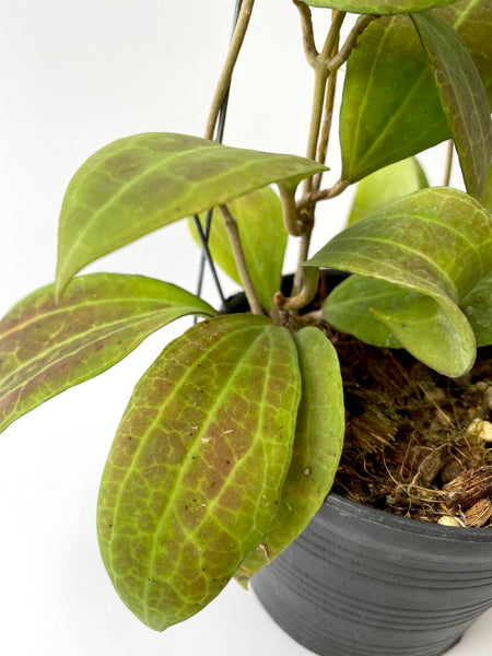Hoya tomataensis