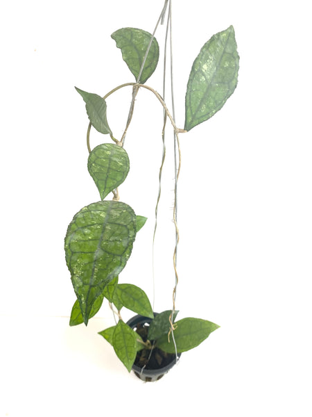 Hoya finlaysonii