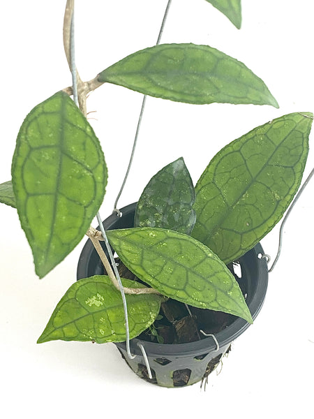 Hoya finlaysonii
