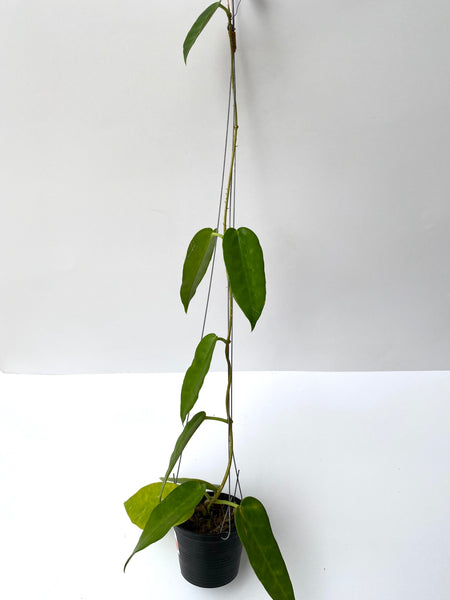 Hoya kaimuki