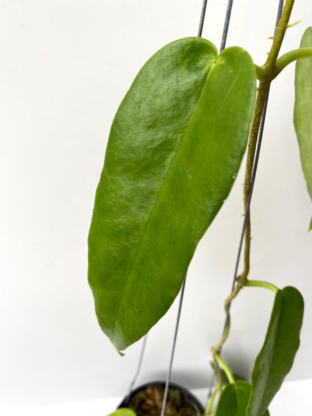Hoya kaimuki