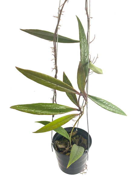 Hoya sulawesiana
