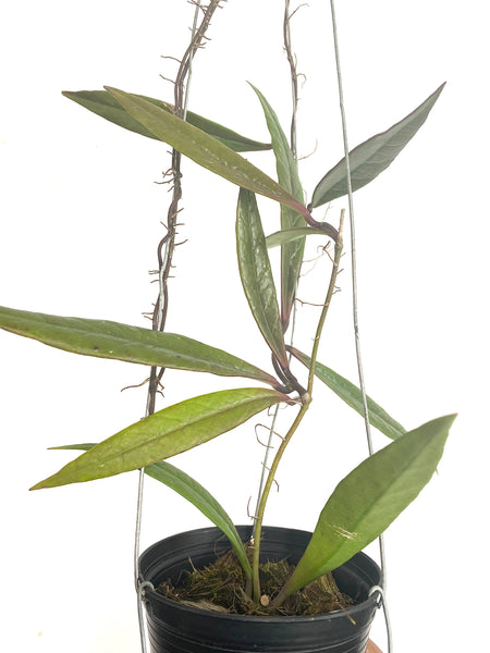 Hoya sulawesiana