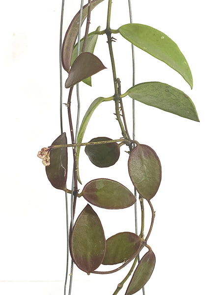 Hoya benchaii