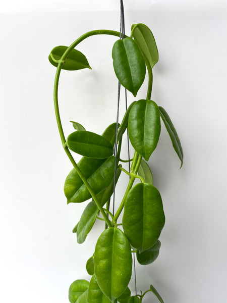 Hoya cv ruthie