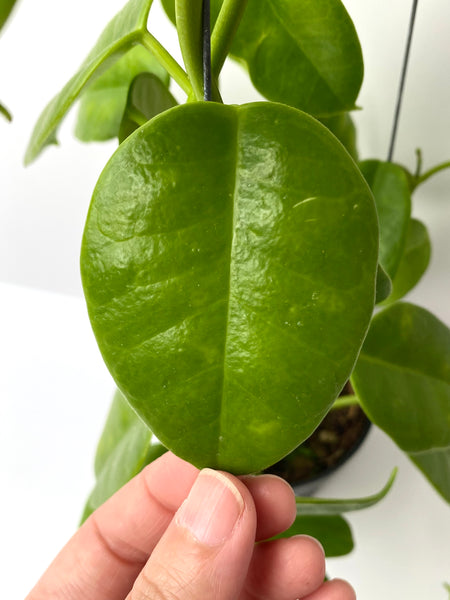 Hoya cv ruthie