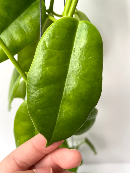 Hoya cv ruthie