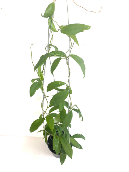 Hoya cagayanensis