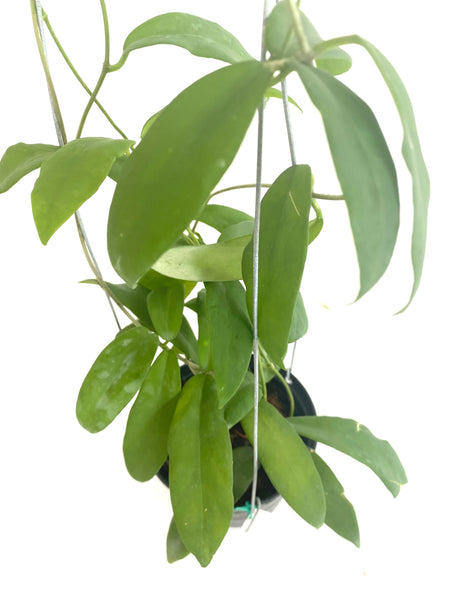 Hoya cagayanensis