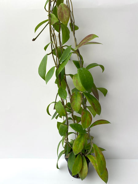 Hoya elmeri